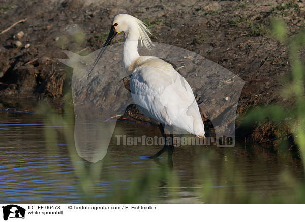 white spoonbill / FF-06478