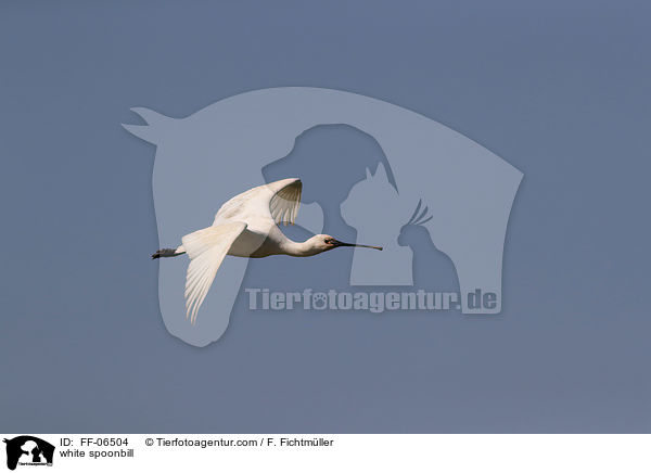 Lffler / white spoonbill / FF-06504