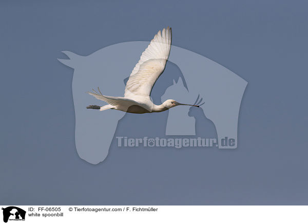 white spoonbill / FF-06505
