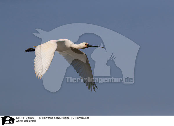 white spoonbill / FF-06507