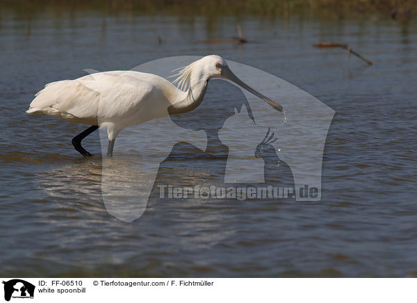 white spoonbill / FF-06510
