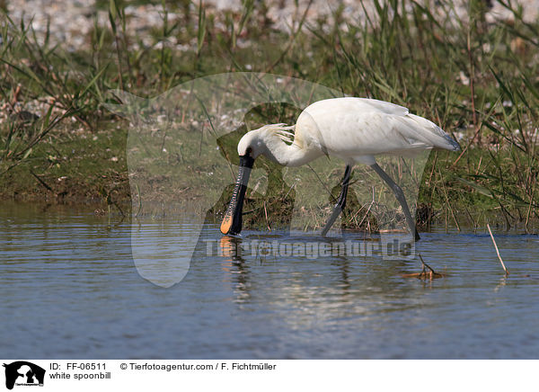 Lffler / white spoonbill / FF-06511