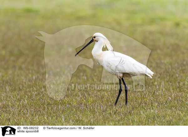 white spoonbill / WS-08232