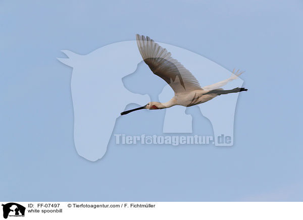 Lffler / white spoonbill / FF-07497