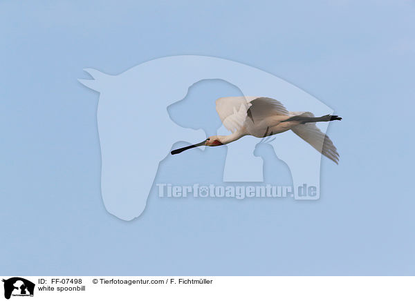 white spoonbill / FF-07498