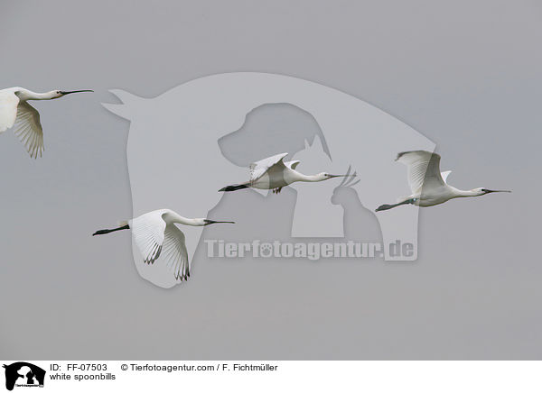 white spoonbills / FF-07503