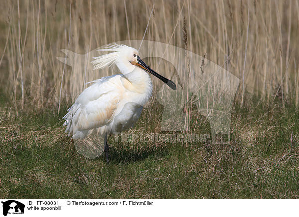 white spoonbill / FF-08031