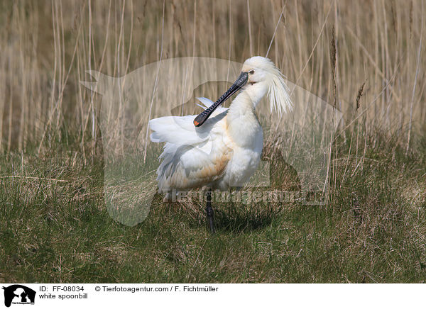 white spoonbill / FF-08034