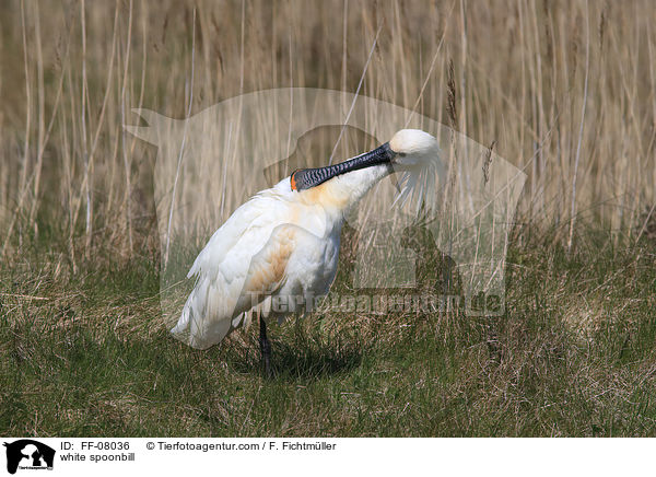 white spoonbill / FF-08036