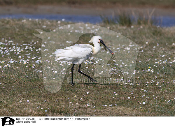 Lffler / white spoonbill / FF-08038