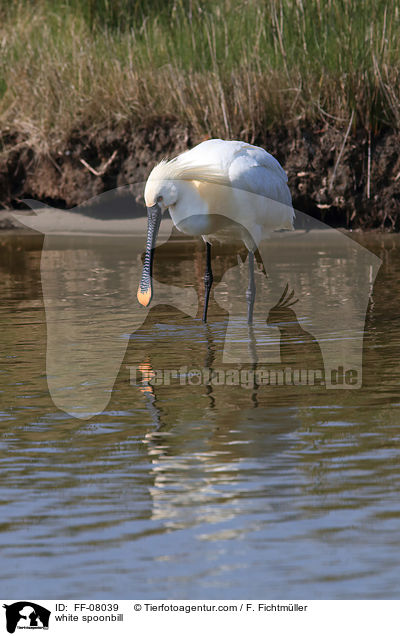 white spoonbill / FF-08039