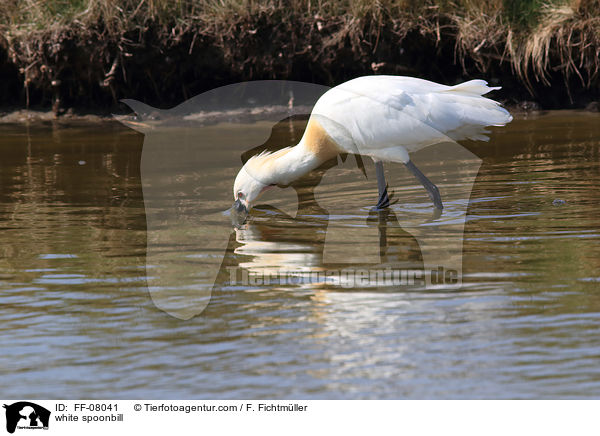 white spoonbill / FF-08041