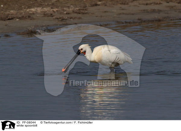 white spoonbill / FF-08044