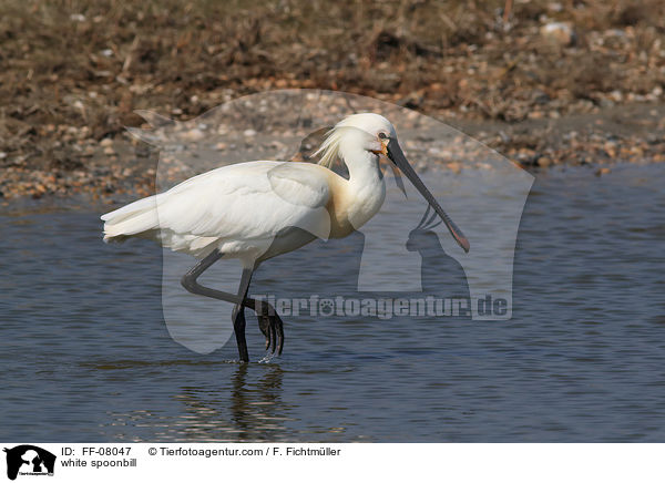 white spoonbill / FF-08047