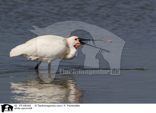 white spoonbill / FF-08049