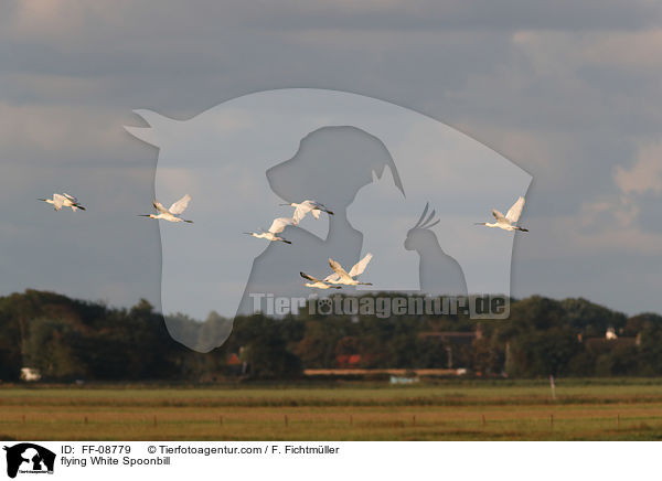 fliegender Lffler / flying White Spoonbill / FF-08779