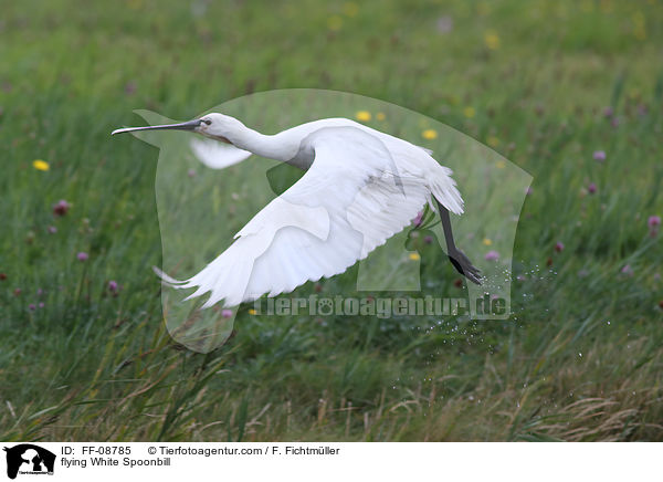 fliegender Lffler / flying White Spoonbill / FF-08785