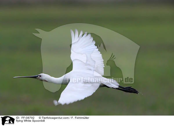 fliegender Lffler / flying White Spoonbill / FF-08792