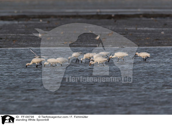 stehende  Lffler / standing White Spoonbill / FF-08798