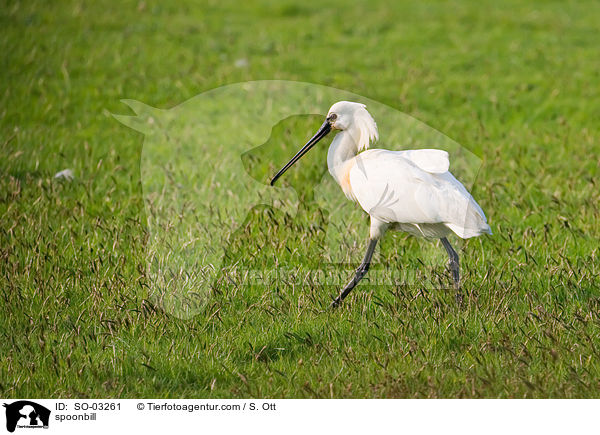 spoonbill / SO-03261