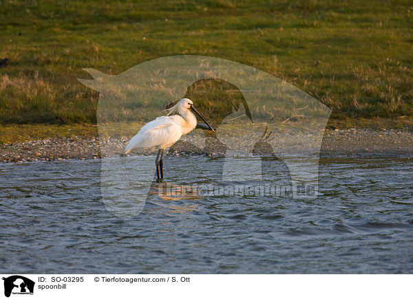 spoonbill / SO-03295