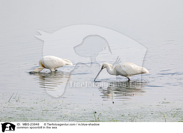 Lffler im See / common spoonbill in the sea / MBS-23948