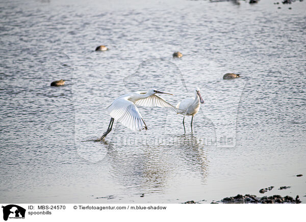 spoonbills / MBS-24570