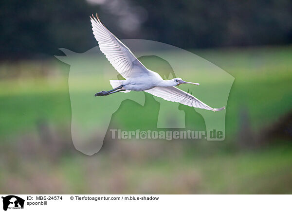 spoonbill / MBS-24574