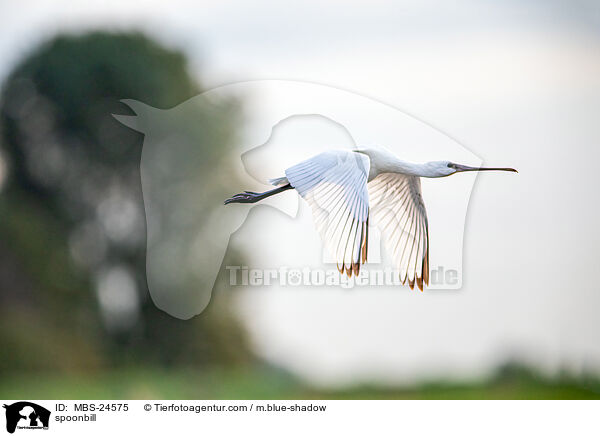 spoonbill / MBS-24575