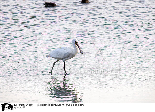 spoonbill / MBS-24584