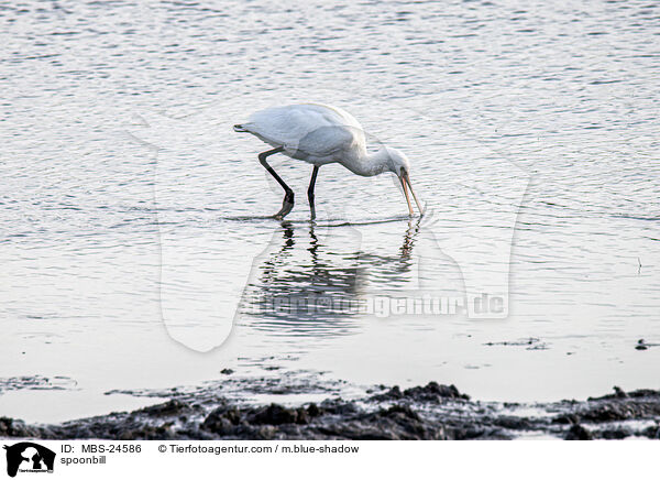 spoonbill / MBS-24586