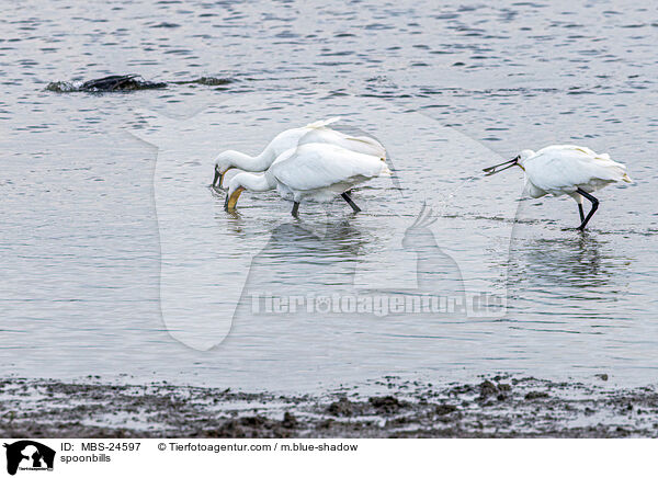 Lffler / spoonbills / MBS-24597