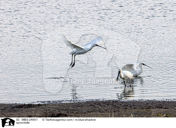 spoonbills / MBS-24601