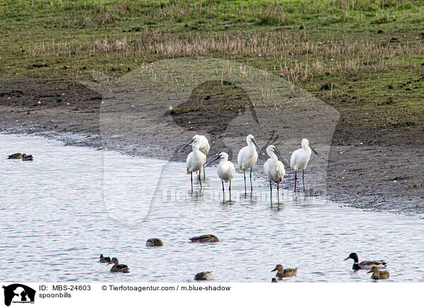 spoonbills / MBS-24603