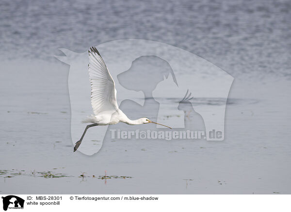 Lffler / white spoonbill / MBS-28301