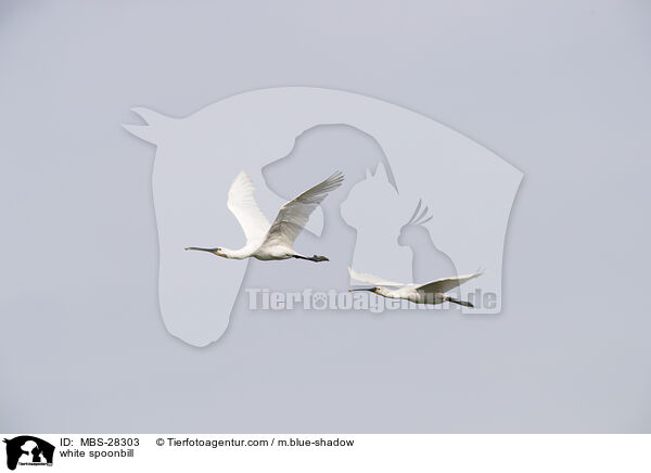 Lffler / white spoonbill / MBS-28303