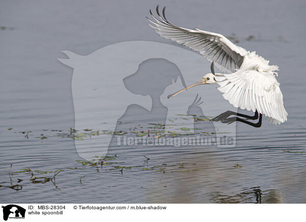 Lffler / white spoonbill / MBS-28304