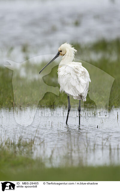 Lffler / white spoonbill / MBS-28465