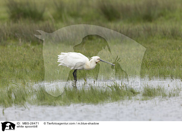 Lffler / white spoonbill / MBS-28471