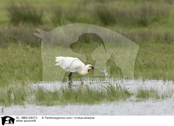 Lffler / white spoonbill / MBS-28473