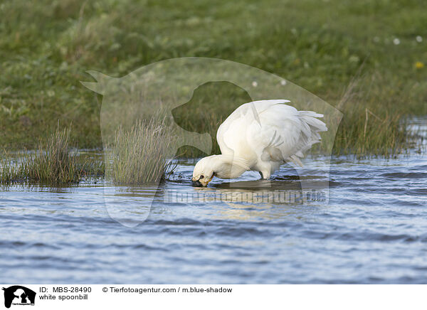 Lffler / white spoonbill / MBS-28490