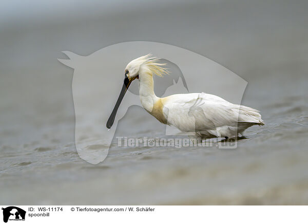 Löffler / spoonbill / WS-11174