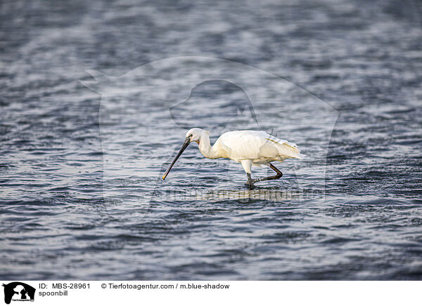 Lffler / spoonbill / MBS-28961