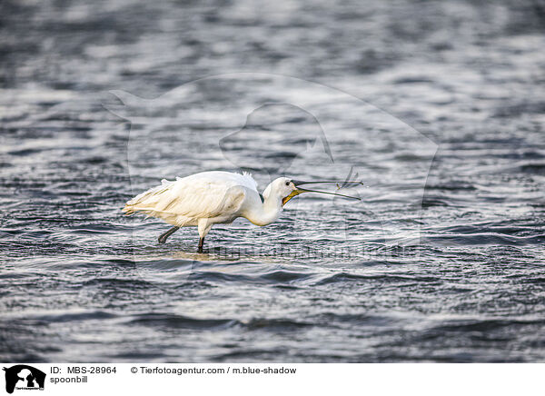 Lffler / spoonbill / MBS-28964