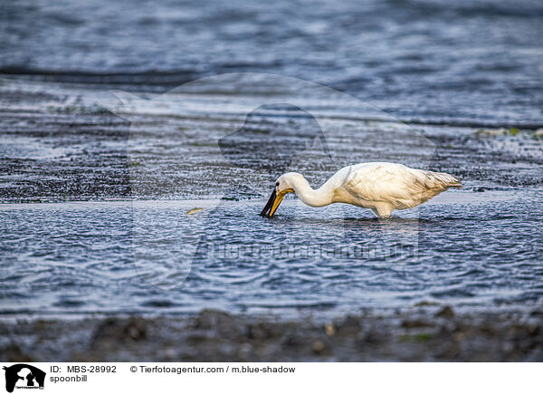 Lffler / spoonbill / MBS-28992