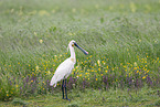white spoonbill