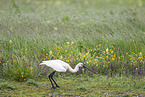white spoonbill