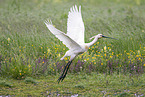 white spoonbill