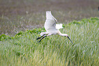 white spoonbill