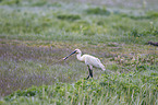 white spoonbill